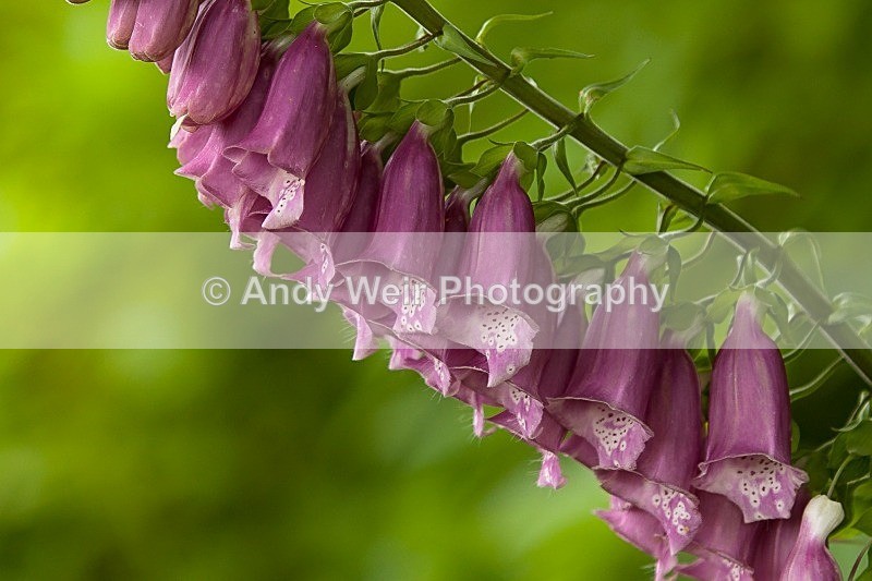 20120708-_MG_9161 - Plants and Flowers