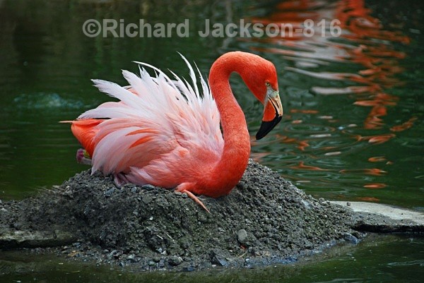 Very Lovely - Birds