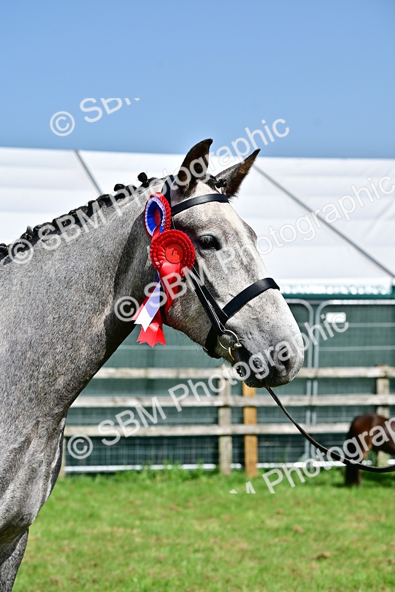 SBM_03375 - Class 50 - 54 Light Horse Breeding