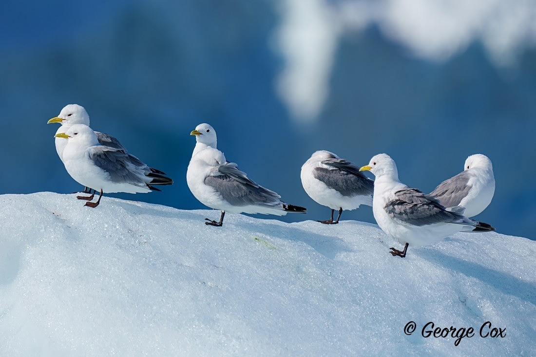 Kittiwakes on Ice - Svalbard - Realm of the Polar Bear