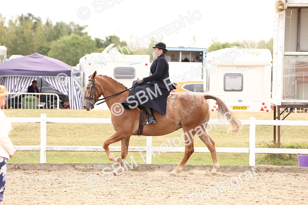 SBM_16412 - Class 211 - Best Side Saddle Horse - Pony