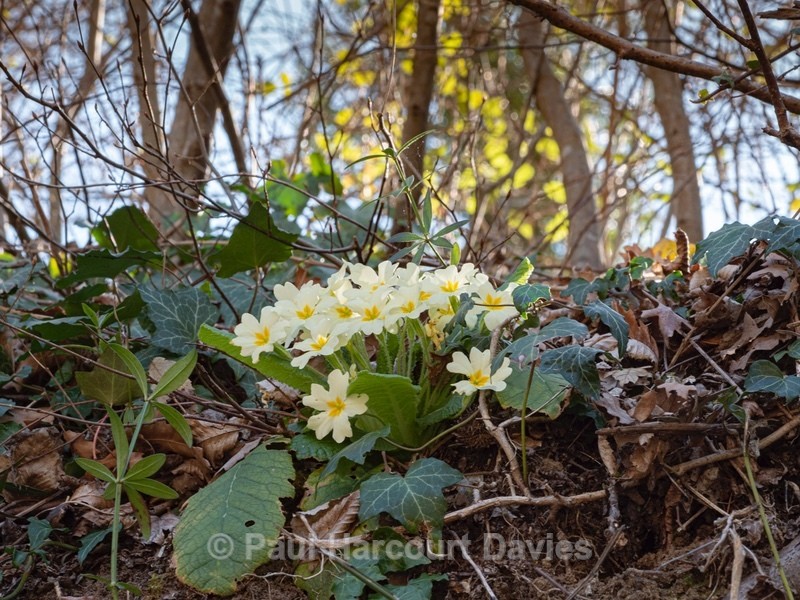 Primrose (Primula veris) - Flower Portraits