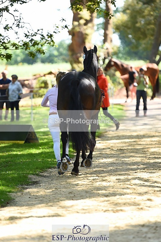 230524-150510-00057 - 355-JASON_KING-Izzy_Taylor-WEDTrotUp+DR