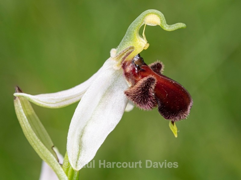 Bee Orchid Variation (Ophrys apifera var fulvofusca). - Wild Orchids 2021