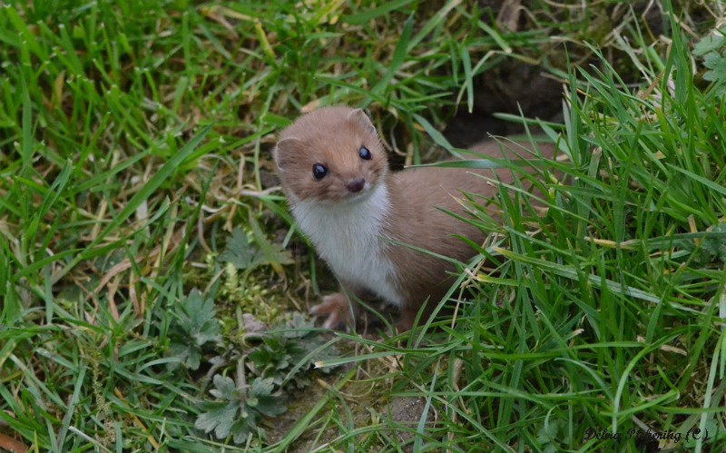 Weasel - Wildlife