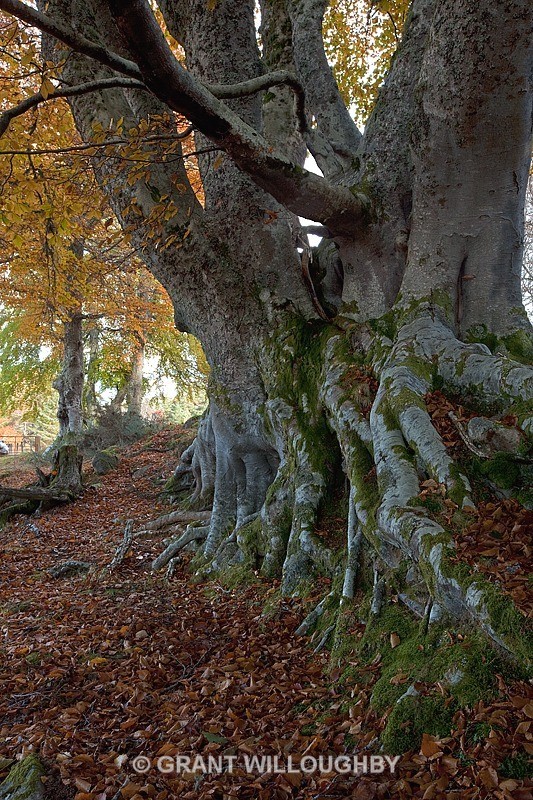  - Woods Trees Gorges and Waterfalls