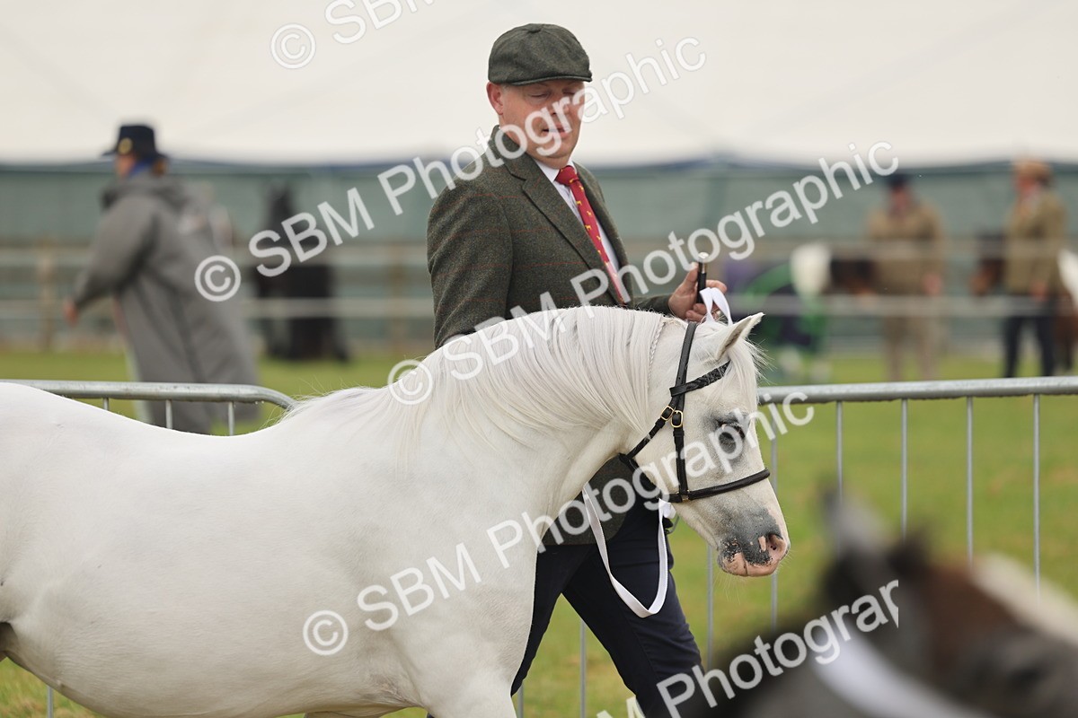 SBM_01444 - Class 50-57 - M&M Welsh Pony In Hand