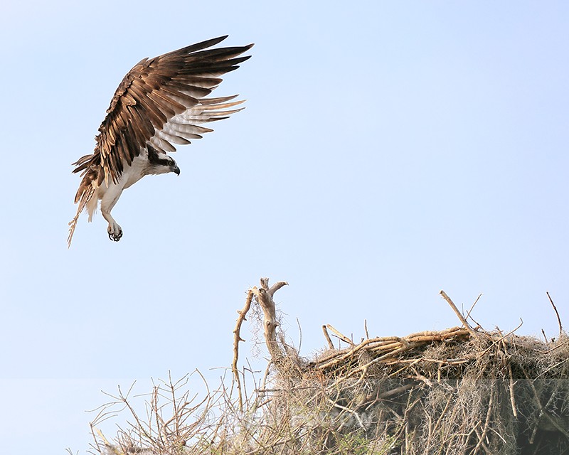 Osprey approaching nest, Blue Cypress Lake, Florida - Osprey
