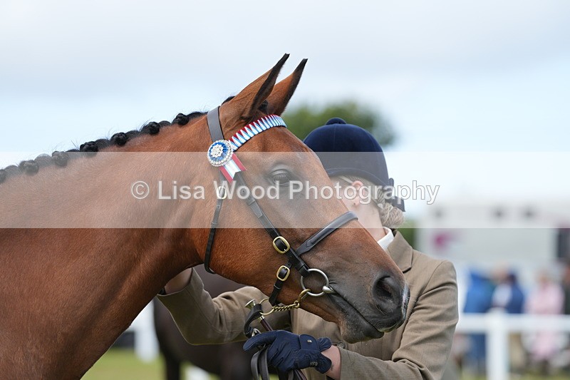 DSC06368 - Class 55: Hunter/Riding Horse/Hack 3 & 4 yr olds
