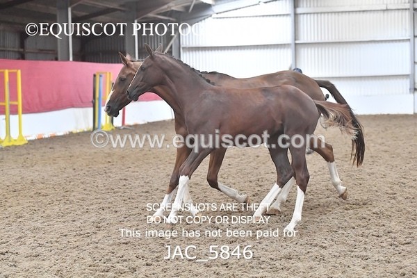 JAC_5846 - 11 Pandora of Westoak