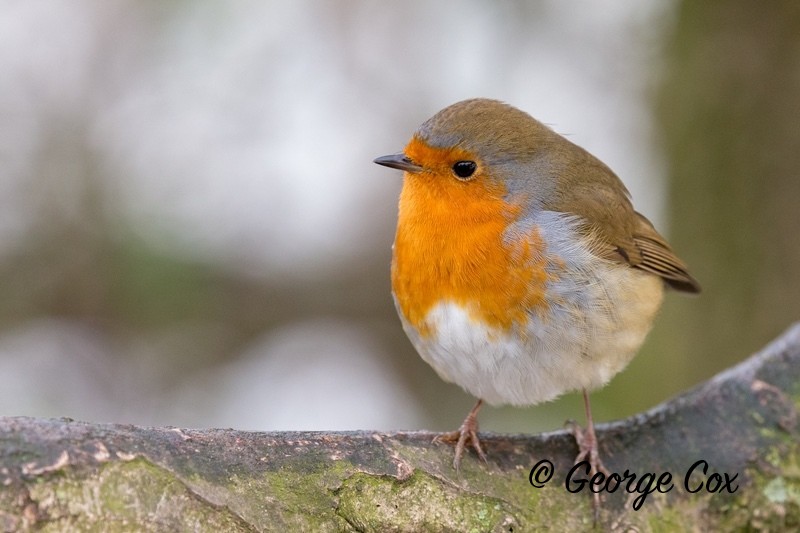 Robin at Attenborough - Attenborough Nature Reserve