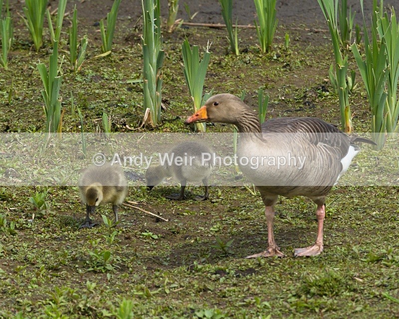20110521-IMG_5366 - Geese