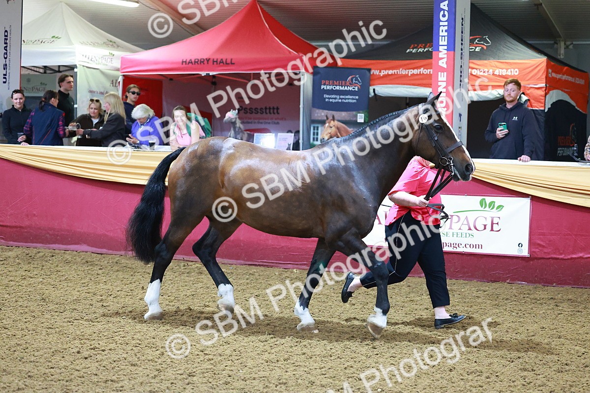 SBM_14702 - Class C - Novelty champ