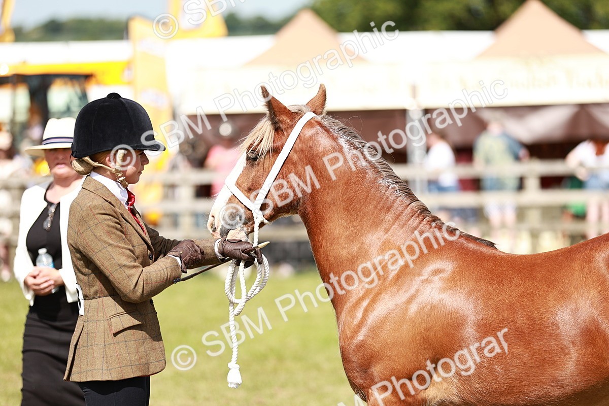 SBM_08632 - Class 63-65 - Traditional Gypsy Cobs In Hand & Ridden