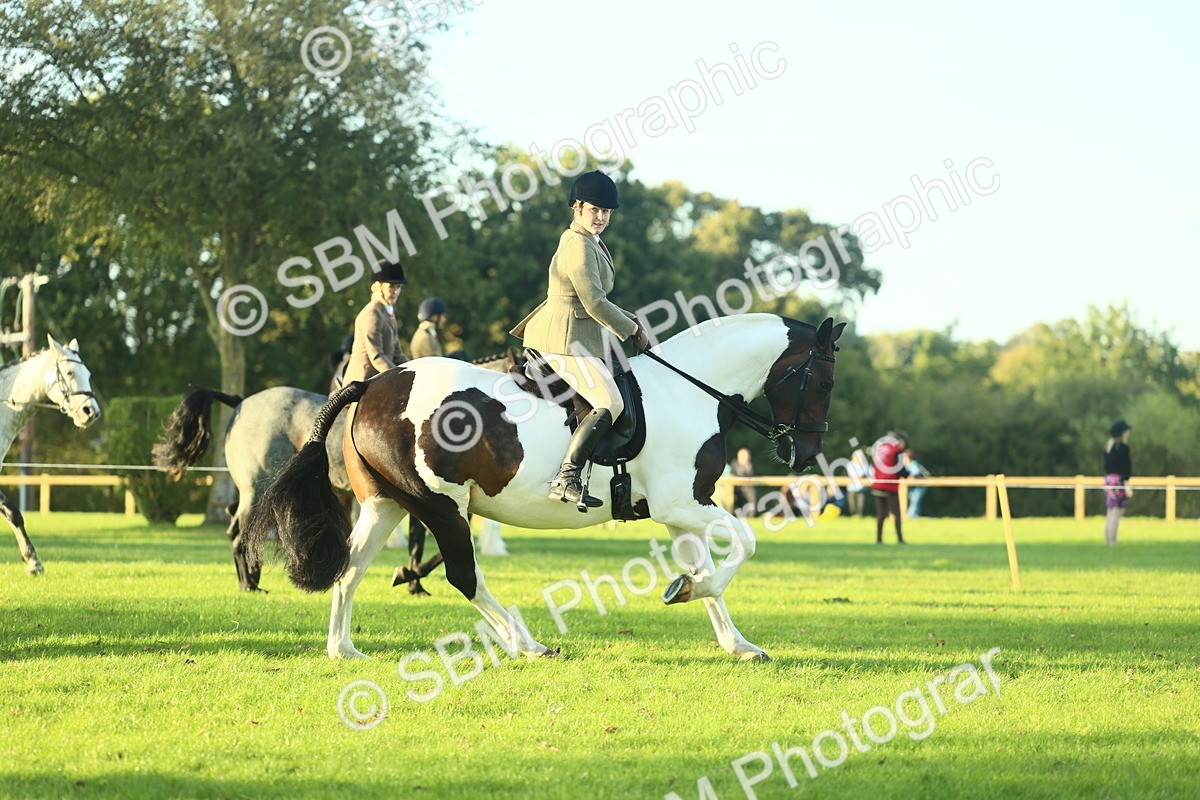 SBM_55525 - S14 - Riding Club Horse