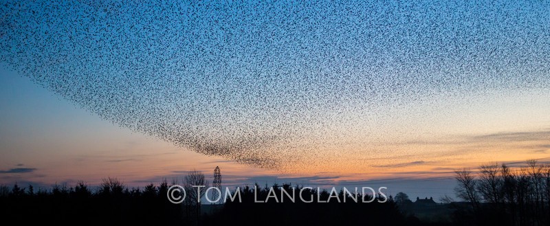 Starlings - Starlings and Murmurations