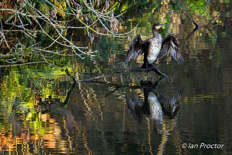 Cormorant in Winter Sun - Nature