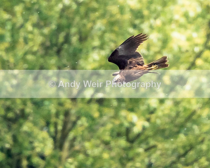 20160512-8E0A4917 - Raptors