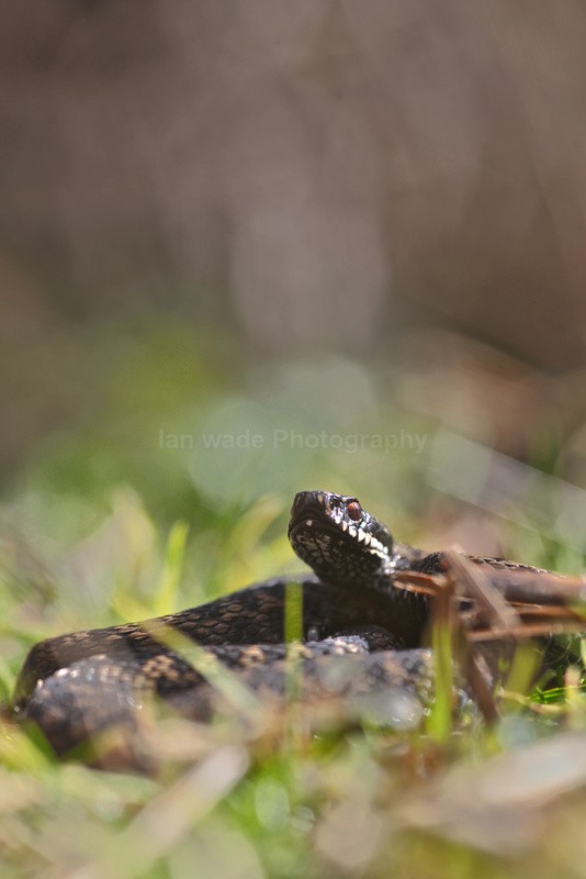 Adder, Vipera berus, Somerset_AD_0033 - Reptiles, amphibians & pond life, Great Britian