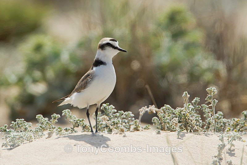 Kentish Plover - Turkey