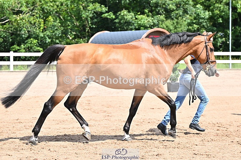 240718A-105243-01067 - Trot Up 11am to 12pm