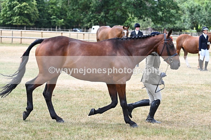WJ7_1917 - Class 4a Prettiest Mare 14.2hh and over hand
