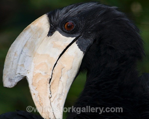 Hornbill - Wildlife and Animals
