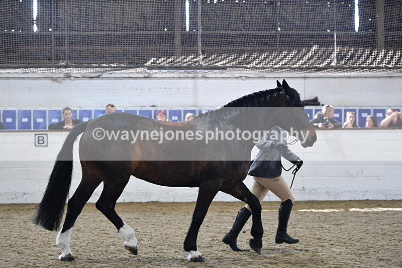 WJ5_4726 - Class 3 Part Bred In hand