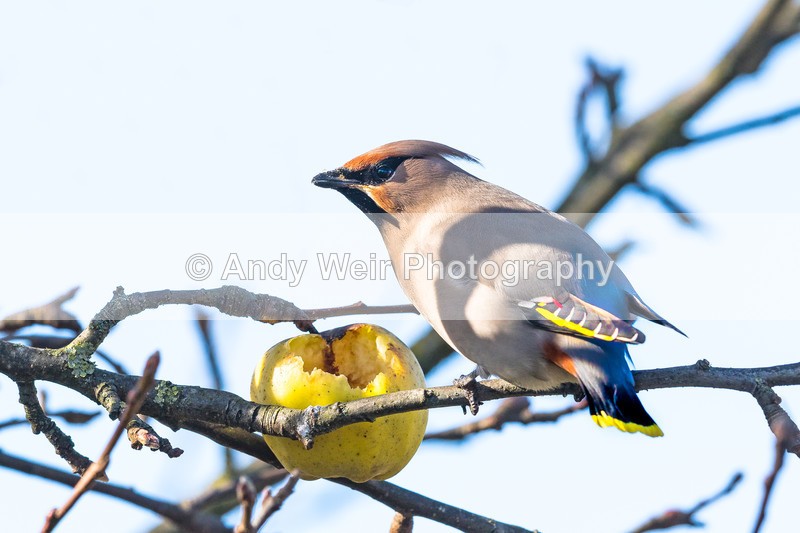 20170309-8E0A3745-4630 - Birds