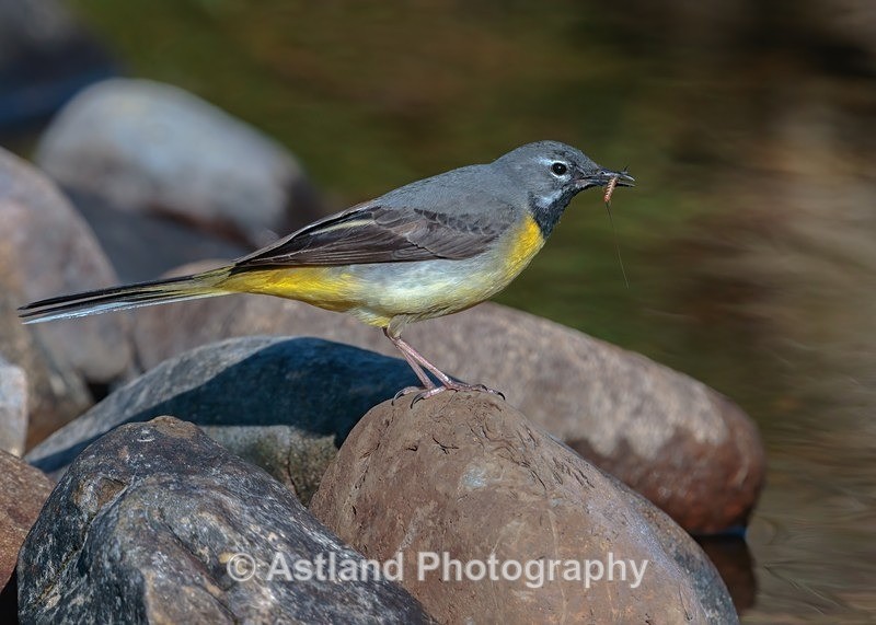 Astland Photography, Bird and Wildlife Images, Susan and Peter Wilson, U.K.