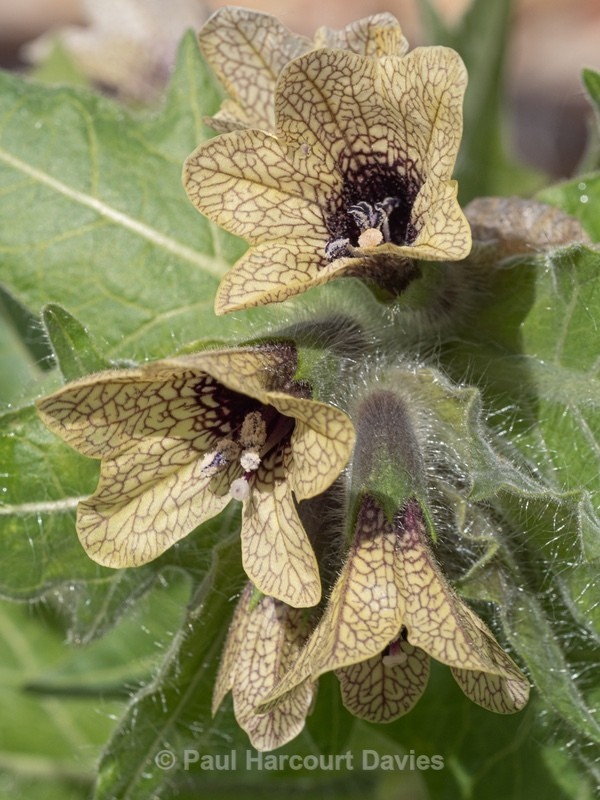 Black henbane (Hyoscyamus niger)  - Gargano - Wild Flowers