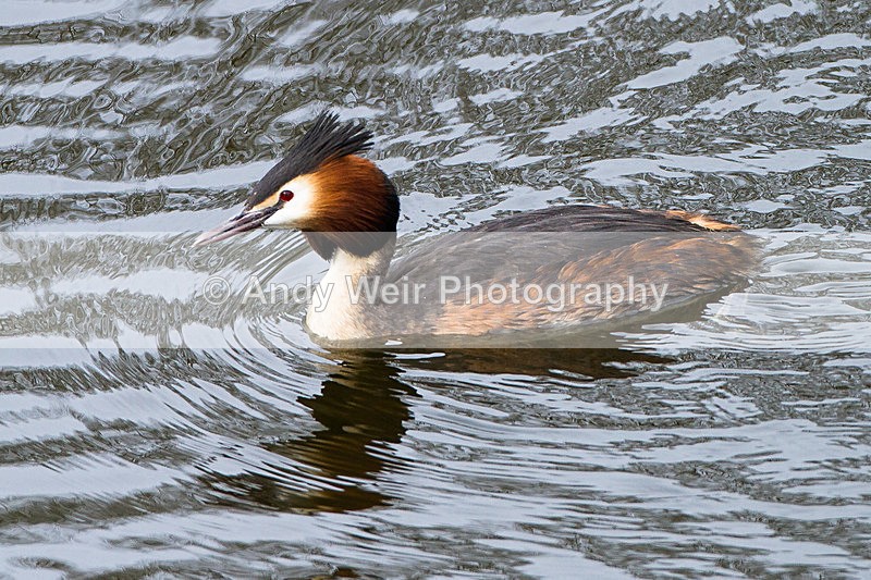 20130421-_MG_2911 - Gt. Crested & Little Grebes