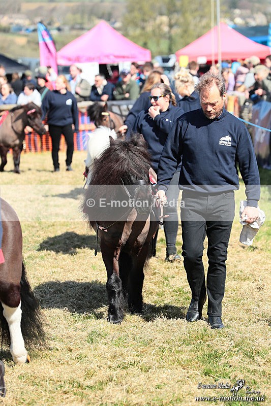 Shet 060426 54 - Shetland Pony Racing Paxford Races Easter Mon 06/04/26