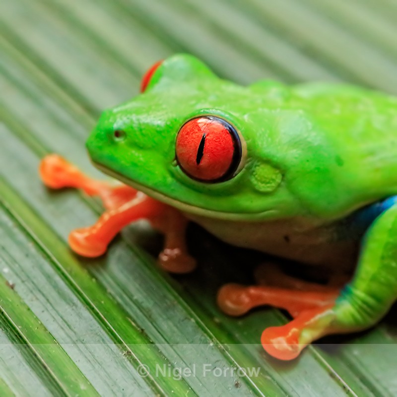 Red-eyed Tree Frog close-up, La Paz Gardens, Costa Rica - REPTILES & AMPHIBIANS