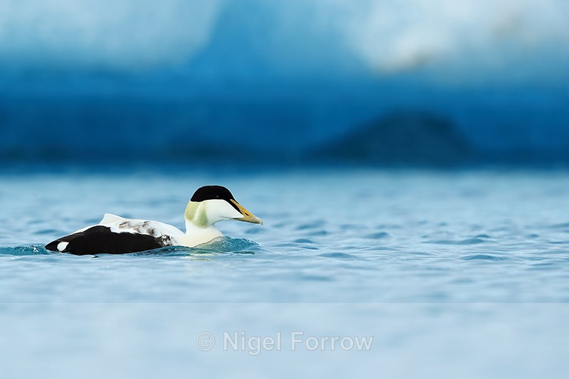 Drake Eider on lagoon, Jokulsarlon, Iceland - Eider