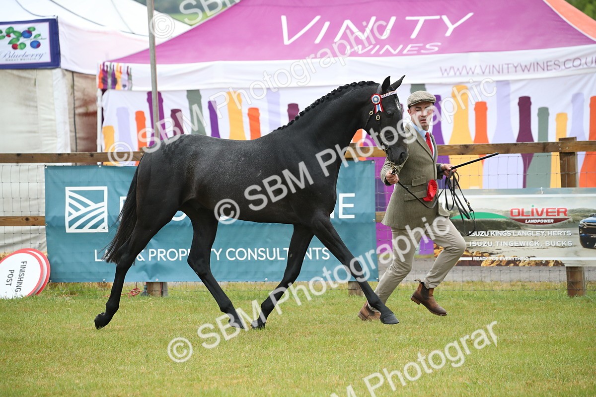 SBM_00100 - Class 17-20 - Arab & Part Bred - Anglo Arab In Hand