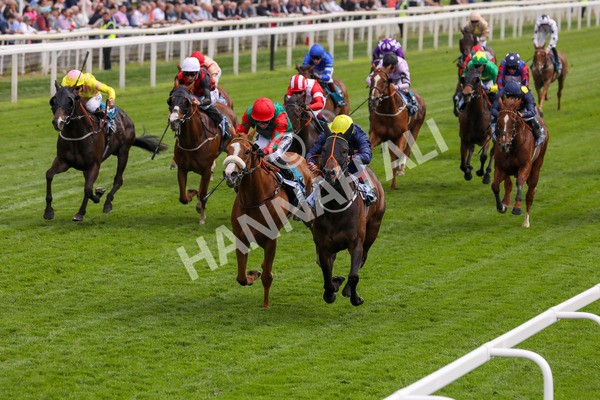 160524-Race 2-Point Lynas-1800 - Race 2 2.45pm Oakmere Homes Hambleton Handicap