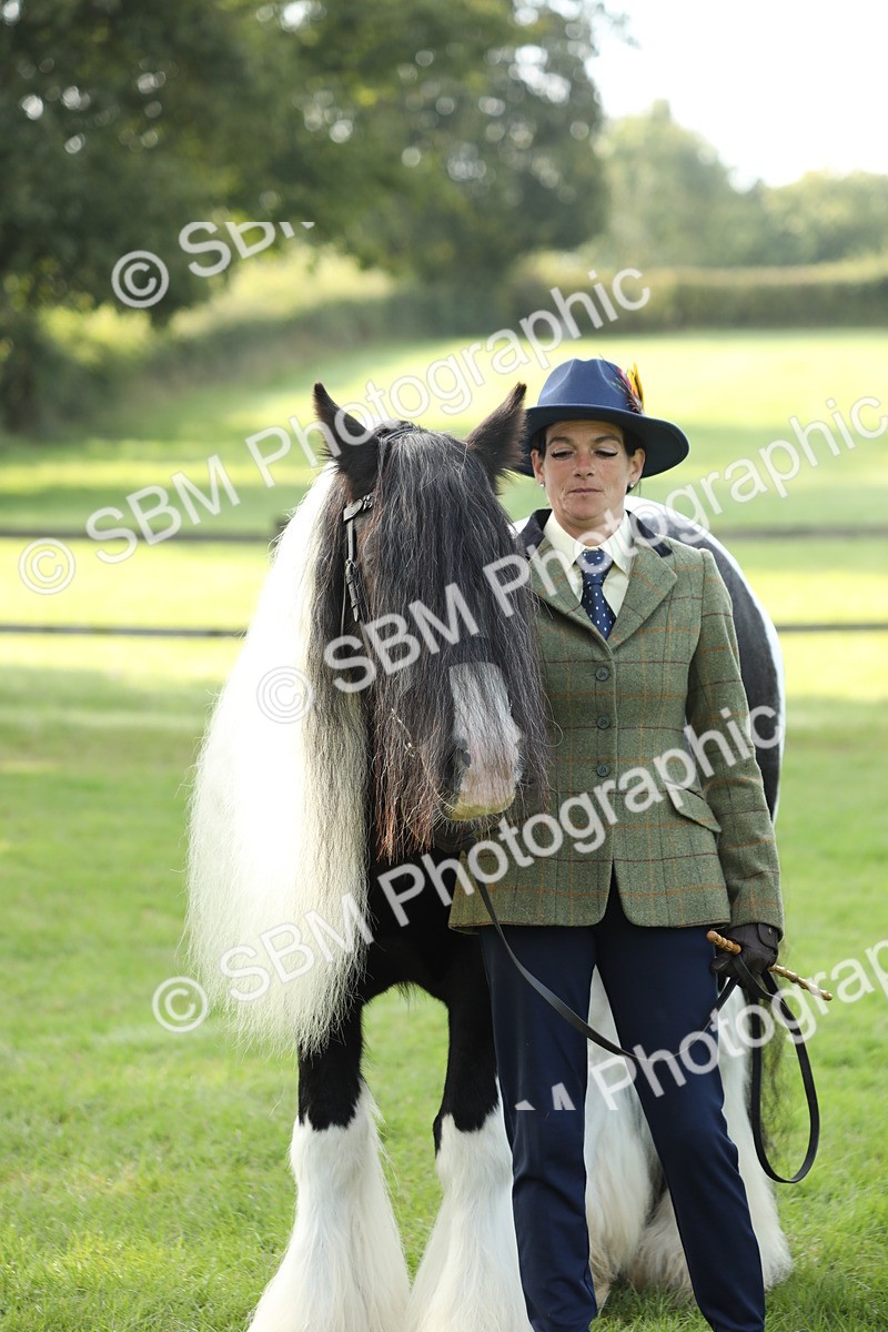 SBM_60955 - S43 - Coloured Pony In Hand