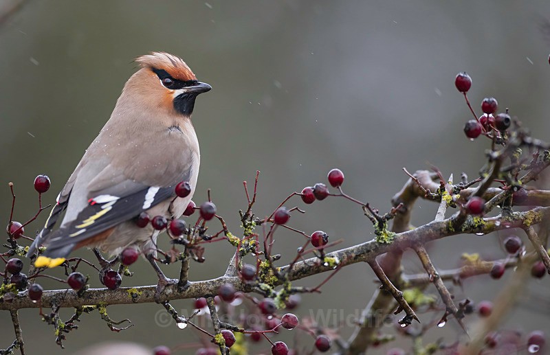 WAXWING HALKYN 4 - WAXWINGS. February 2024 [Halkyn Mountain, North Wales. UK ]
