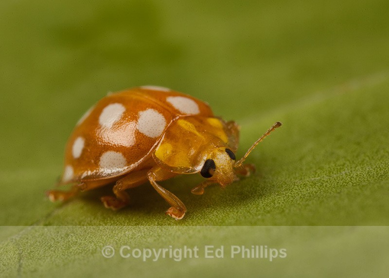 Orange Ladybird - Halyzia sedecimguttata (Orange Ladybird)
