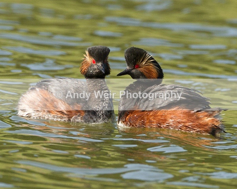 20110410-IMG_3155 - Black-necked Grebe