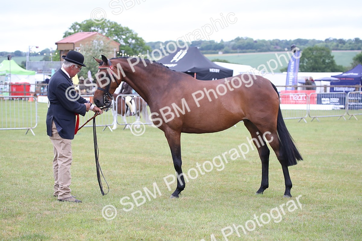 SBM_00221 - Class 17-20 - Arab & Part Bred - Anglo Arab In Hand