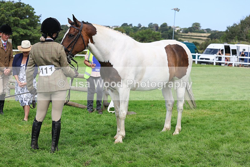 3E7A8752 - Class 5: Working Show Horse