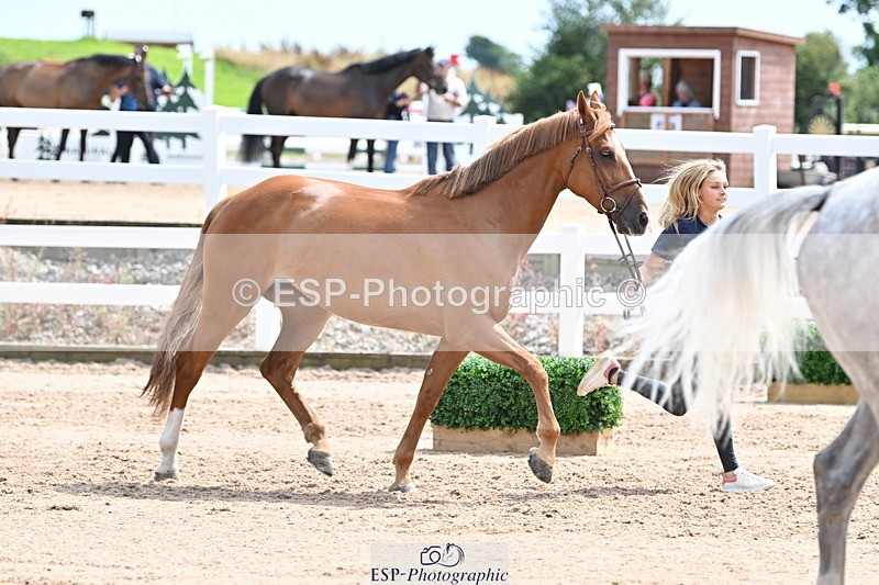 240717A-144346-02243 - Trot Up 2pm to 3pm - This folder is not in time order