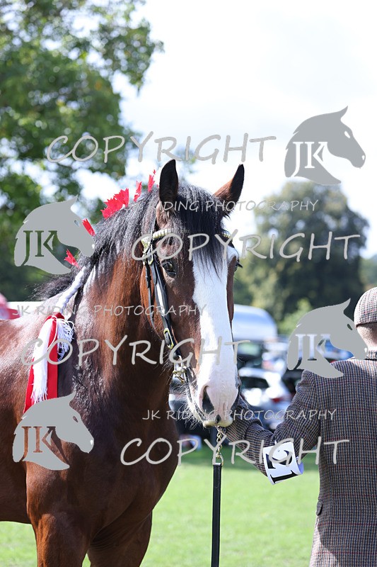 APP_3163 - Class 3 Youngstock