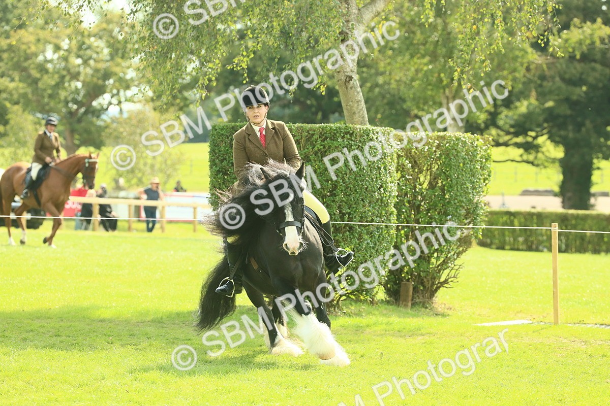 SBM_66634 - S34 - Rehabilitated Rescue Horse & Pony In Hand & Ridden