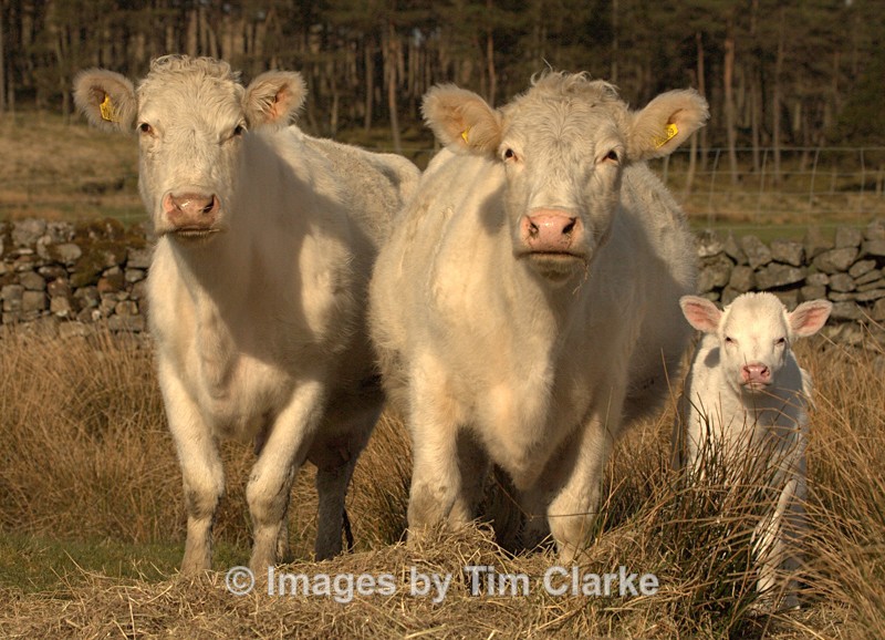 Charolais Cow Family 62661262 - Wildlife