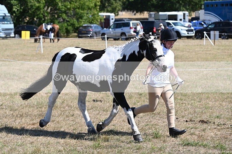 WJ6_8583 - Class 37b Best Loan Pony In-hand