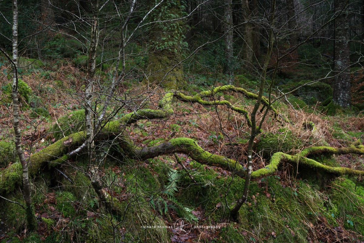 Pants - Woodland