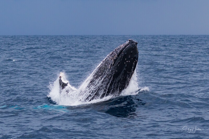 Humpback Eruption. 0A3A9307 - Humpback Whales